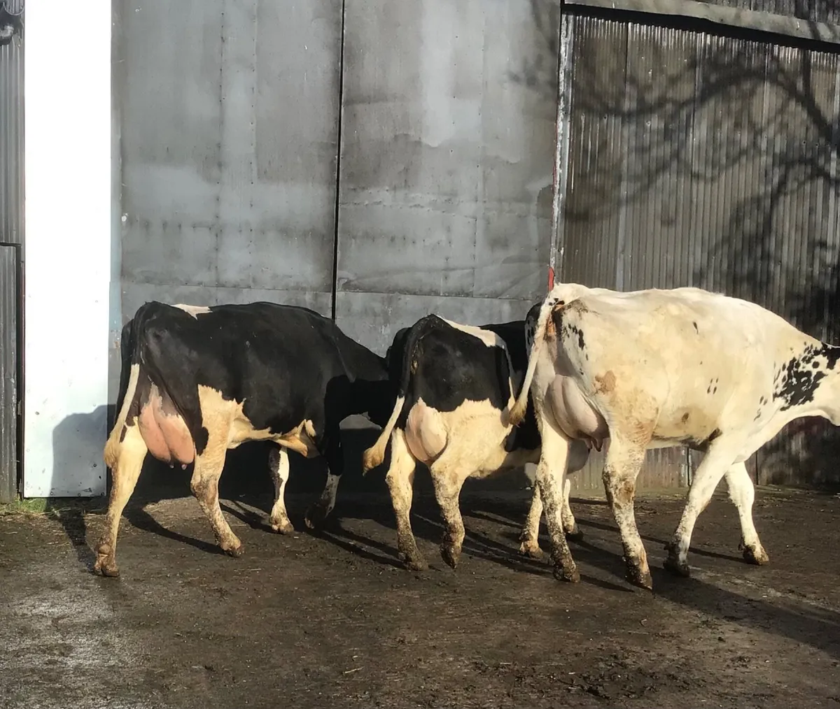 Dairy cattle - Image 4