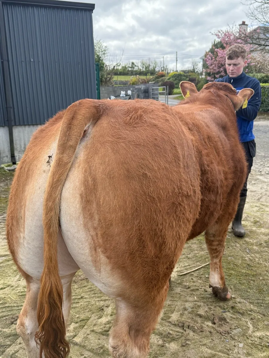 Lot 30 Roscrea Premier Limousin Sale - Image 4