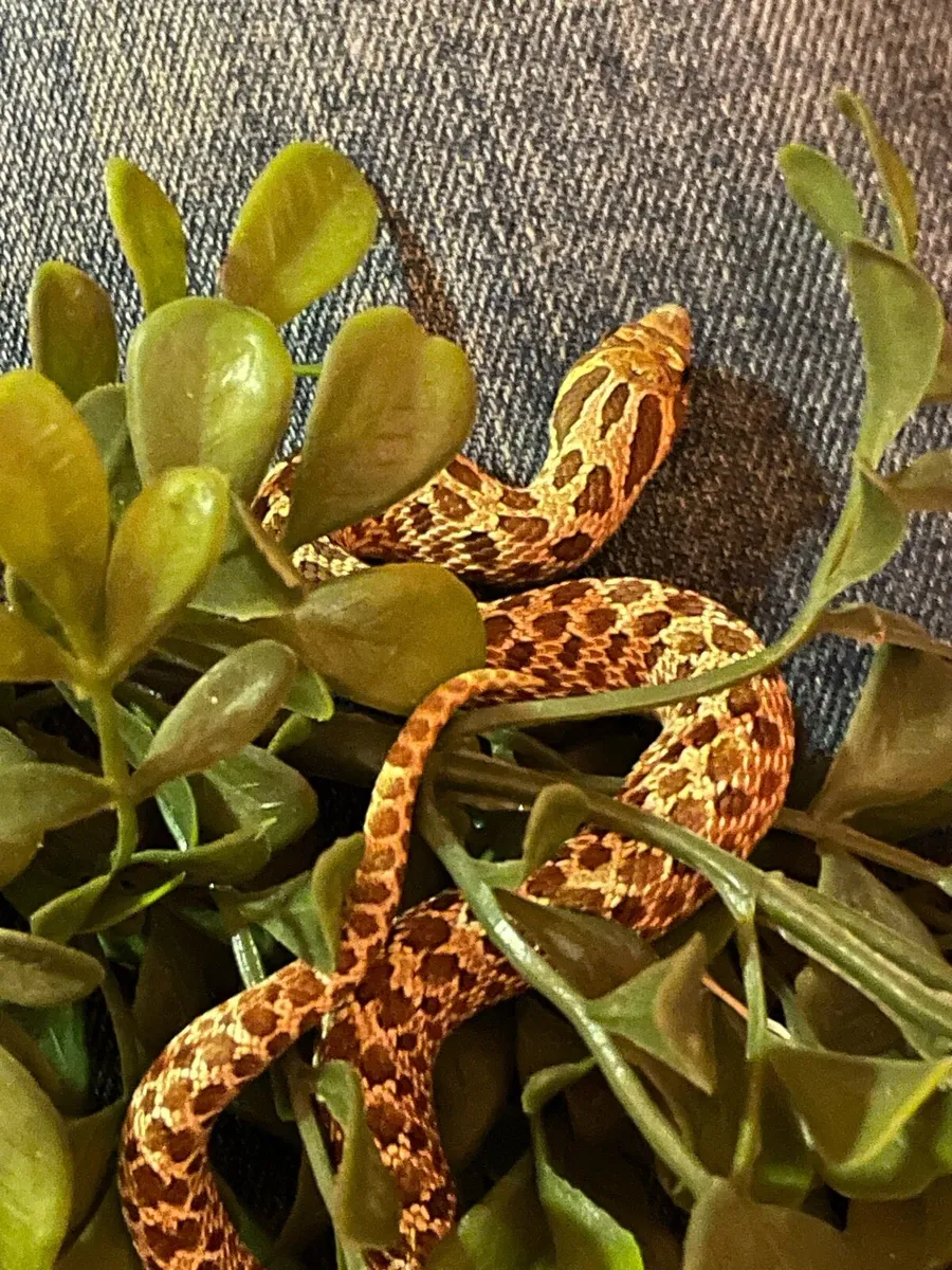 Female hognose - Image 1