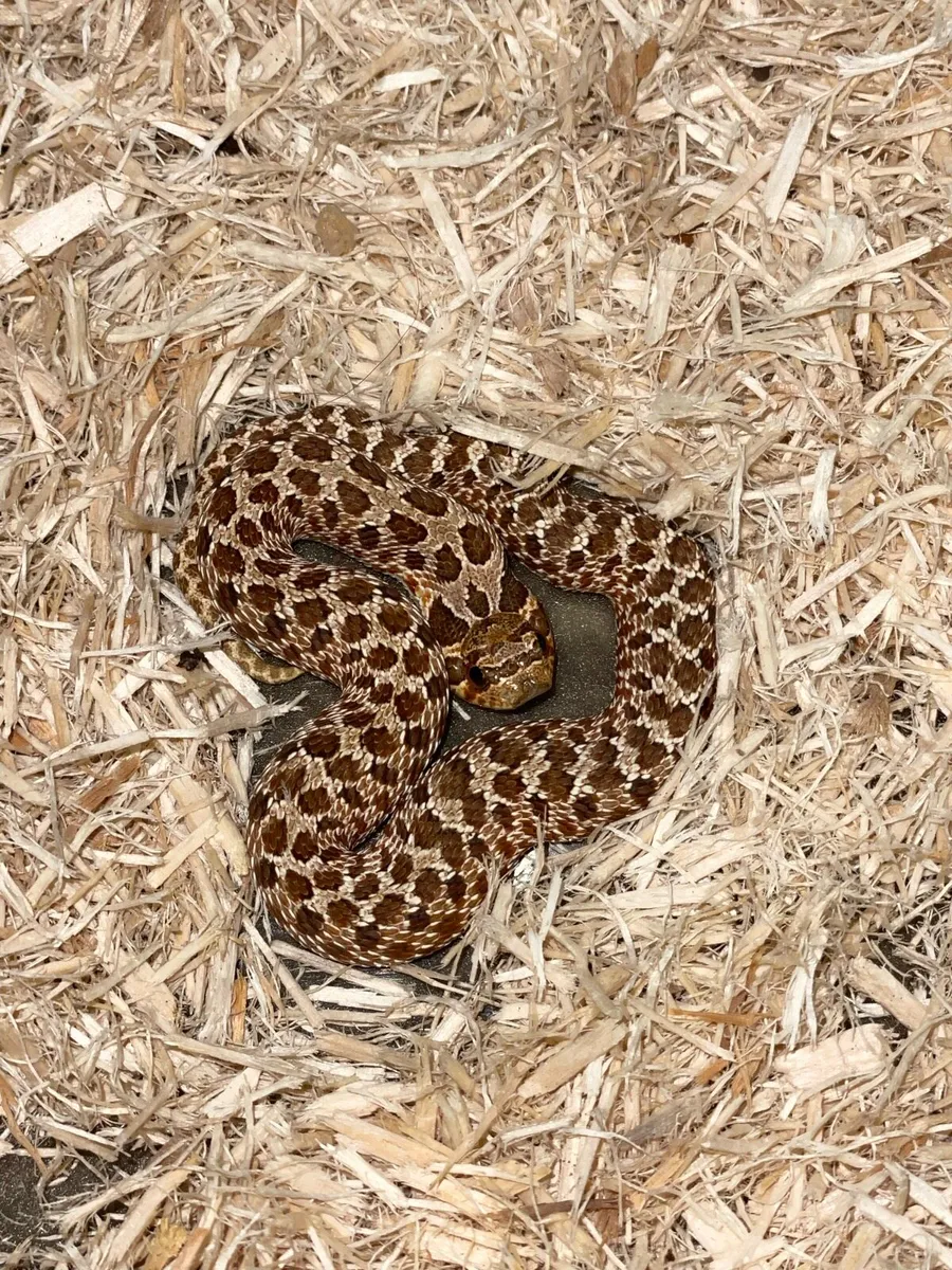 Female hognose - Image 2