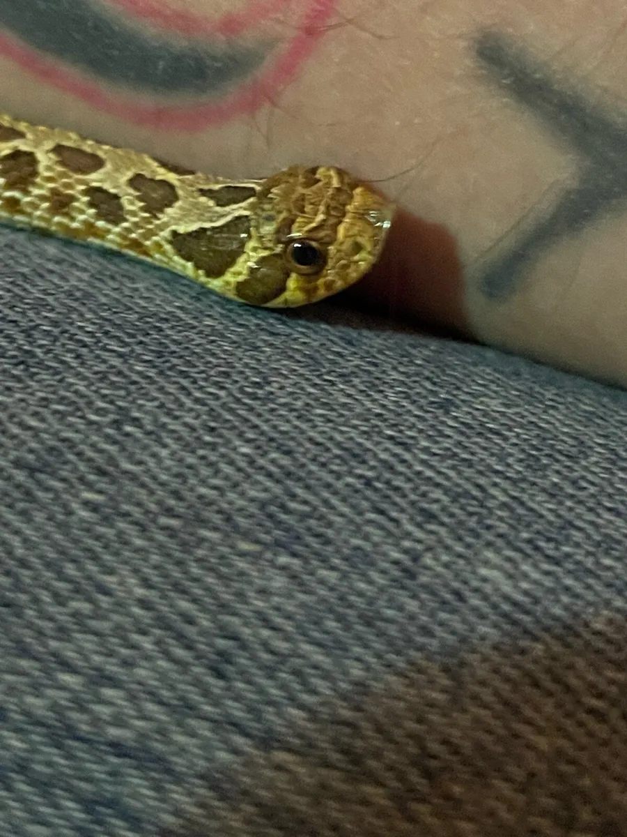 Female hognose - Image 3