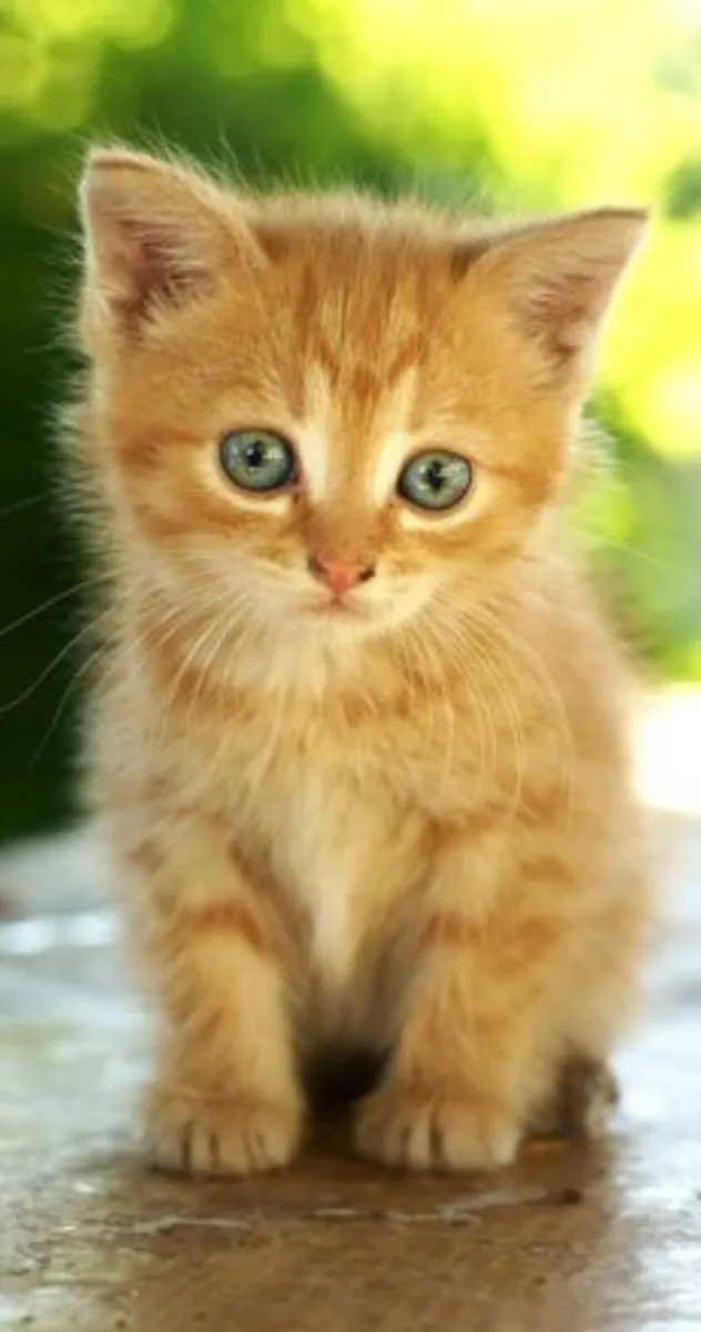 🐾 Gorgeous Ginger British Cross - Image 4