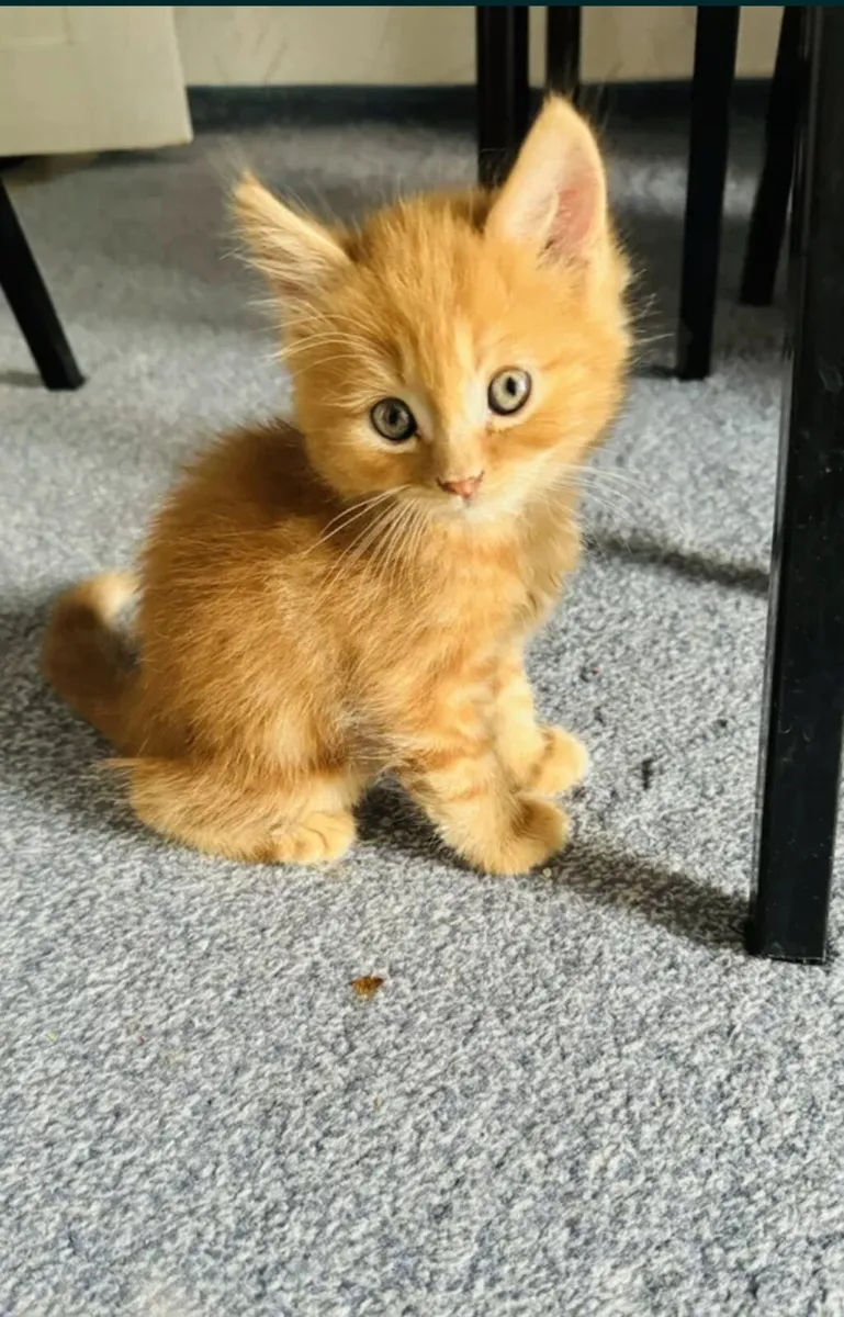 🐾 Gorgeous Ginger British Cross - Image 3