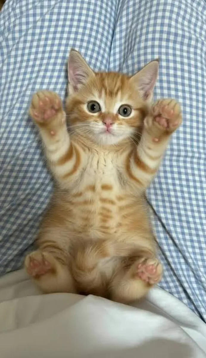 🐾 Gorgeous Ginger British Cross - Image 1