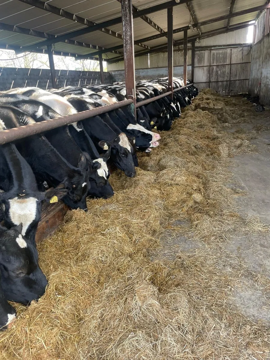 Friesian heifers - Image 1