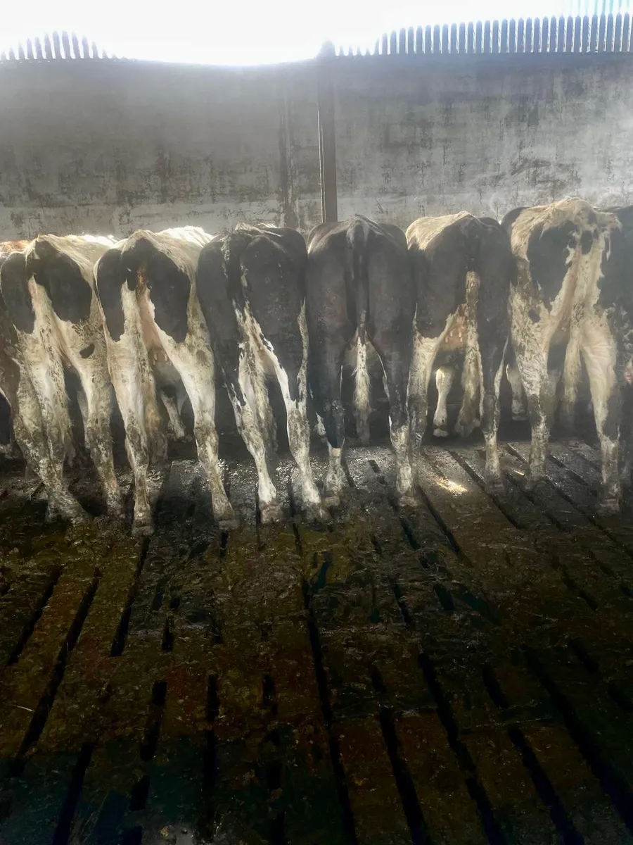 Friesian heifers - Image 2