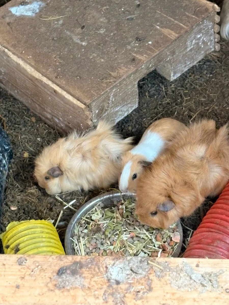 Guinea pigs - Image 1