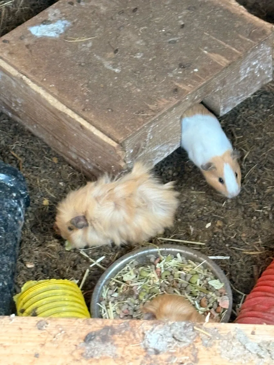 Guinea pigs - Image 2