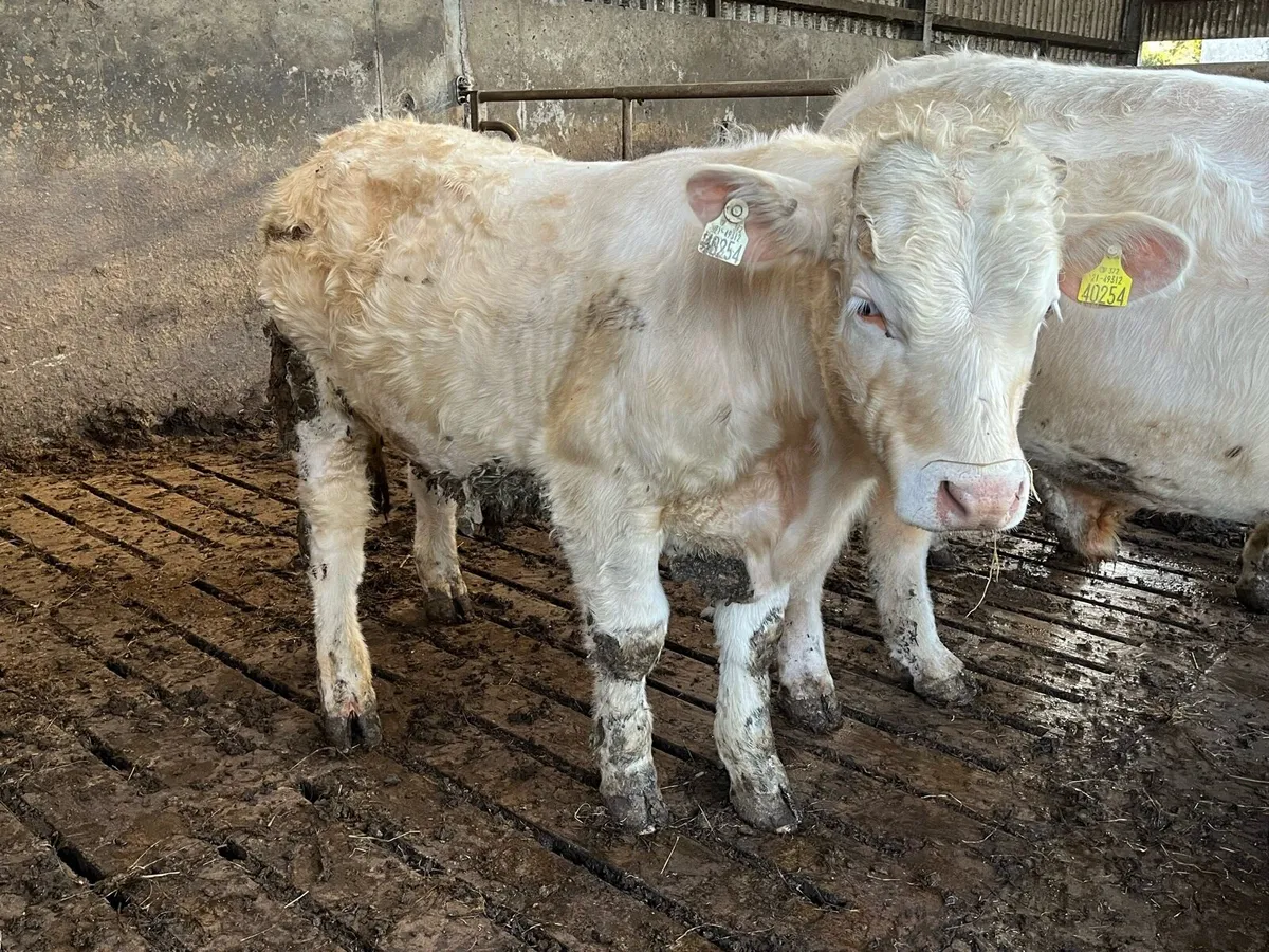 Ennis mart Tue 21st 2PB CH bull weanlings - Image 1