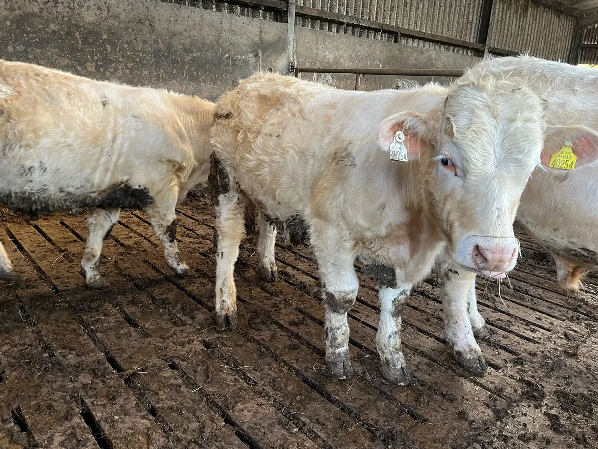 Ennis mart Tue 21st 2PB CH bull weanlings - Image 2