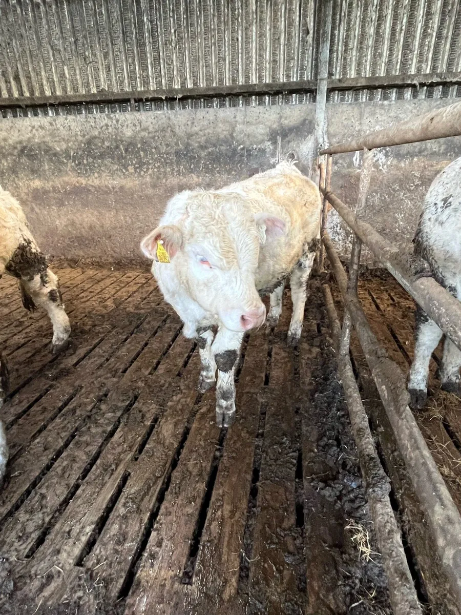 Ennis mart Tue 21st 2PB CH bull weanlings - Image 3