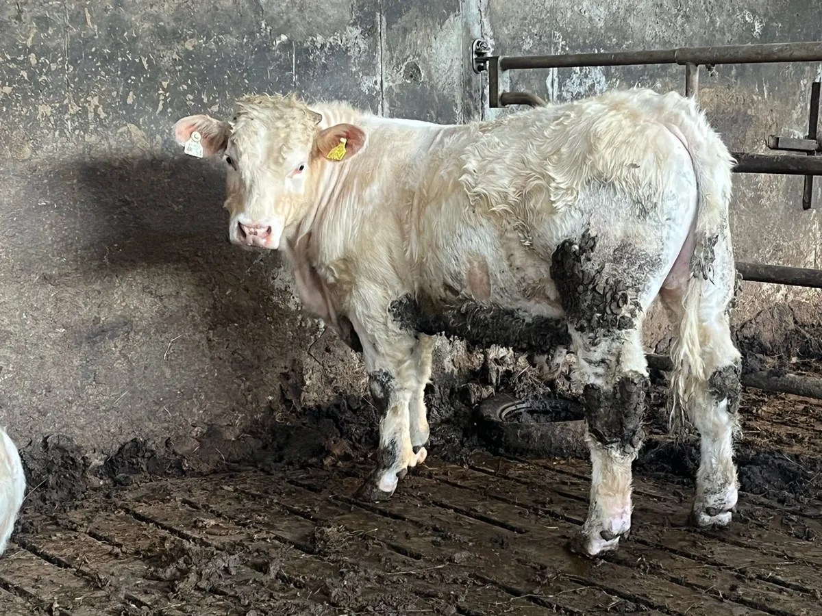 Ennis mart Tue 21st 2PB CH bull weanlings - Image 4