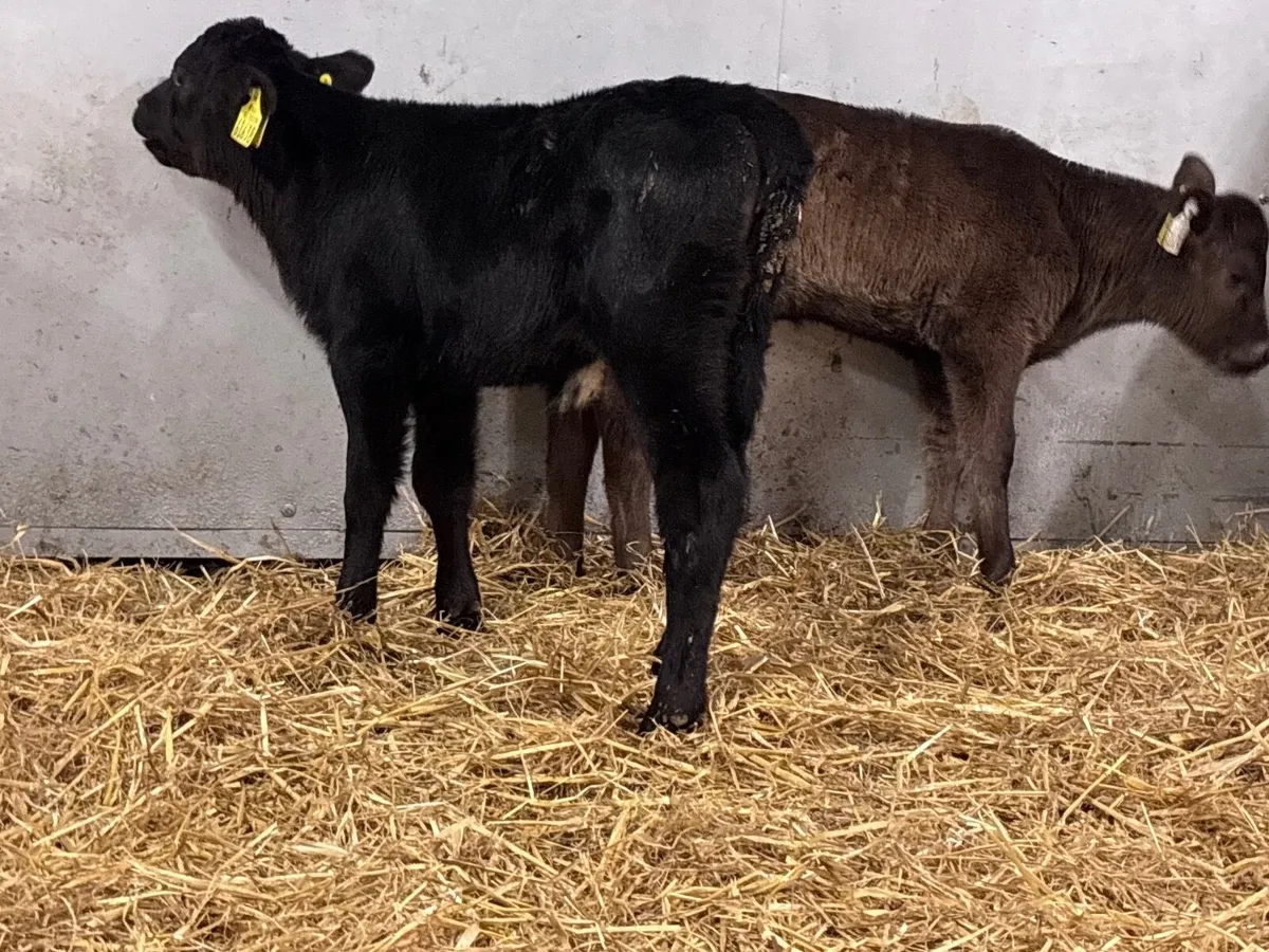 5 heifer calves for sale @€225 - Image 2