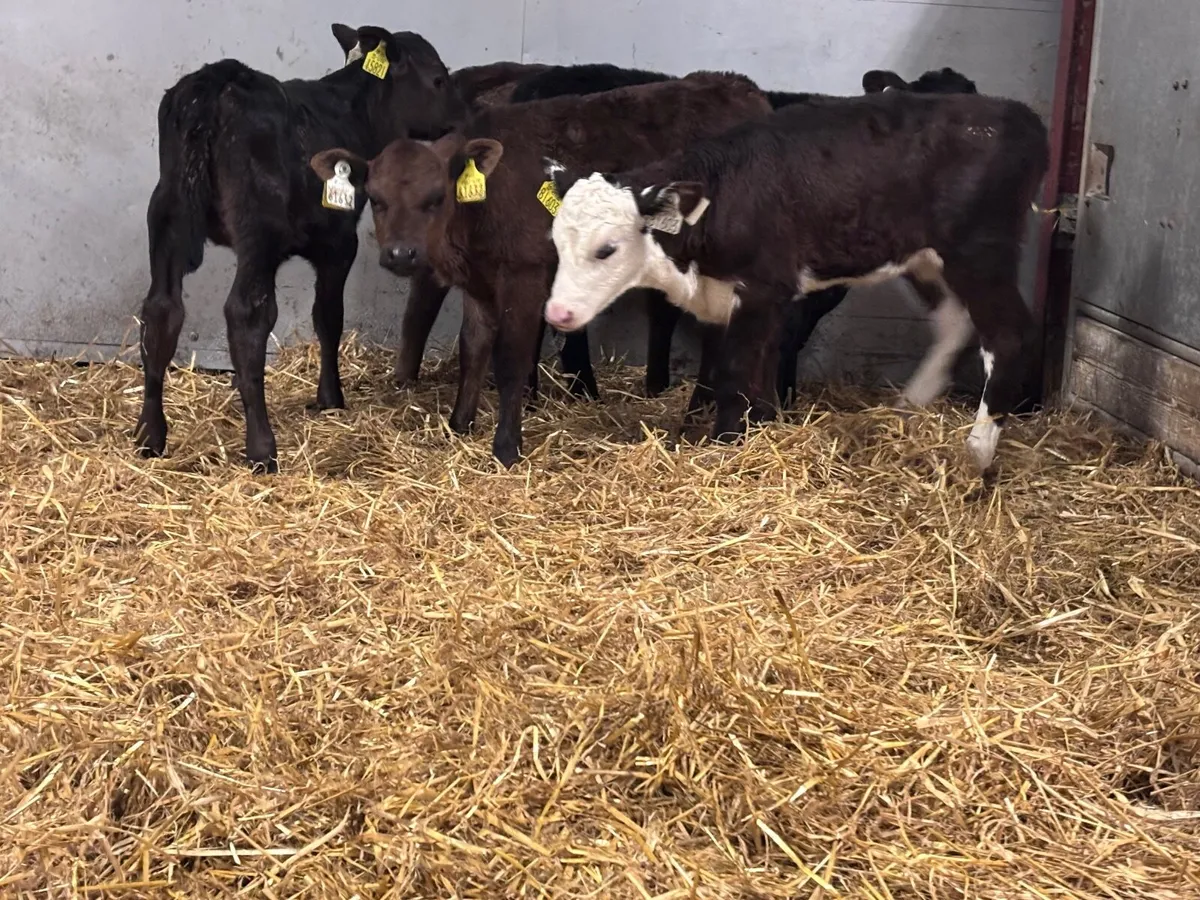 5 heifer calves for sale @€225 - Image 1