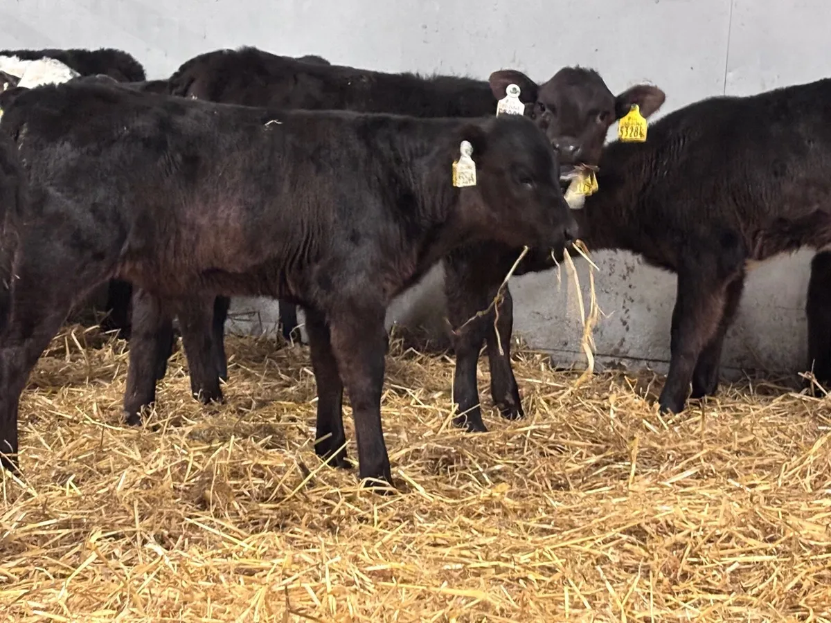 11 once a day milk calves for sale @€365 - Image 2