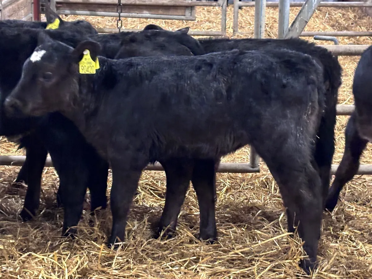 11 once a day milk calves for sale @€365 - Image 1