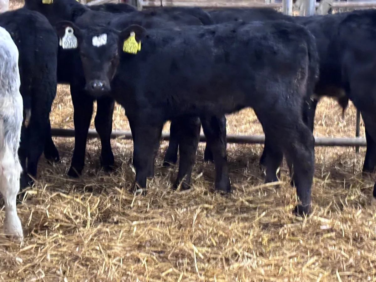11 once a day milk calves for sale @€365 - Image 3