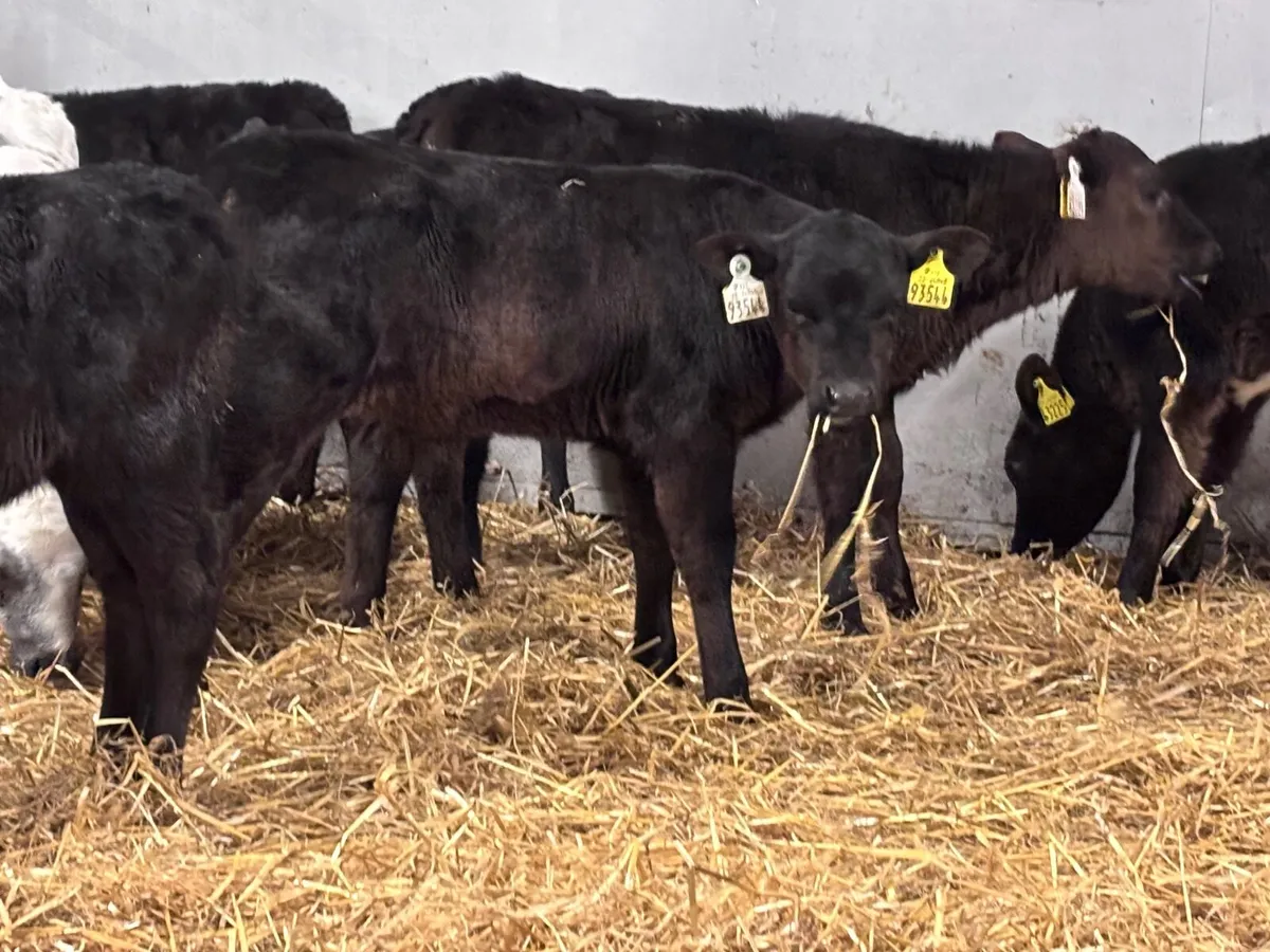 11 once a day milk calves for sale @€365 - Image 4