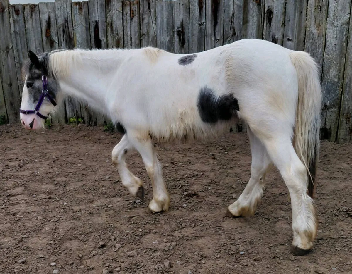 2yrs draught x cob gelding - Image 3