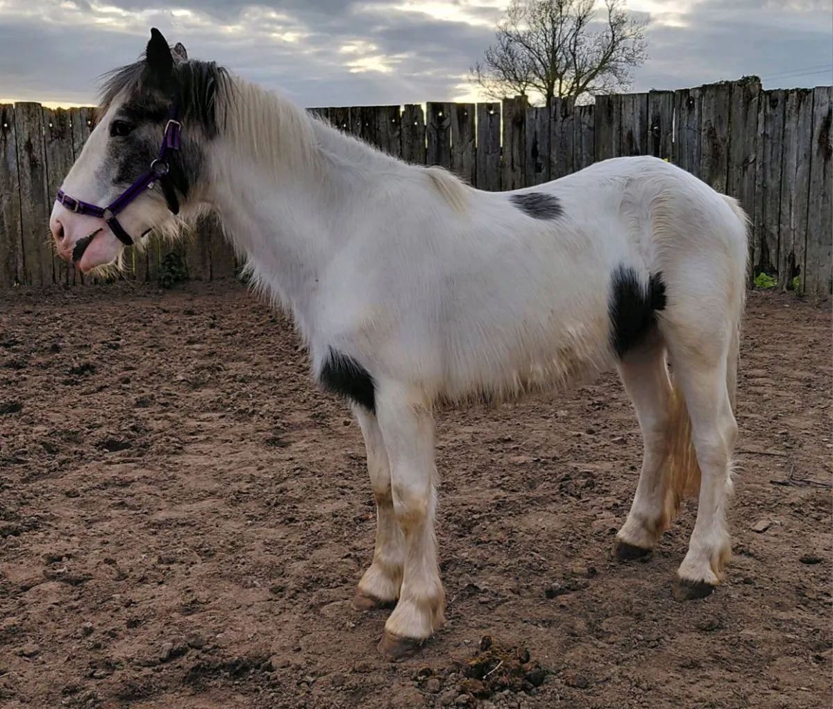 2yrs draught x cob gelding - Image 4
