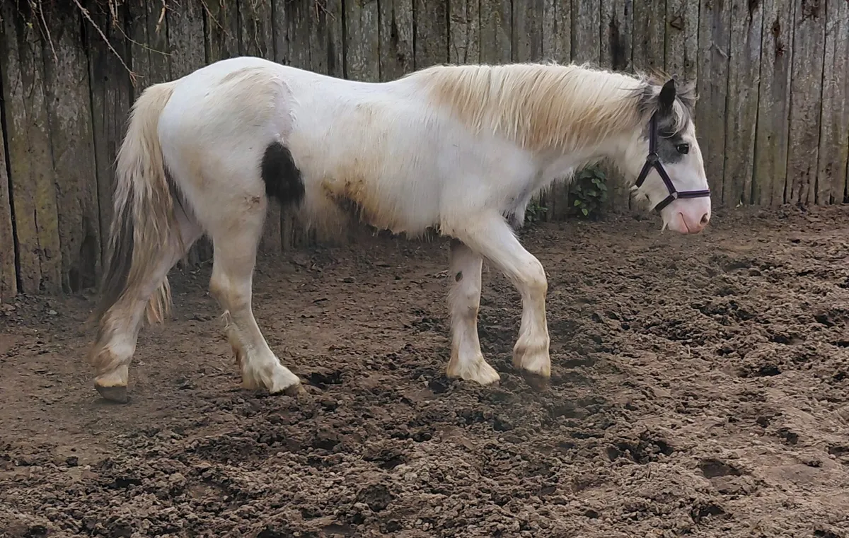 2yrs draught x cob gelding - Image 1