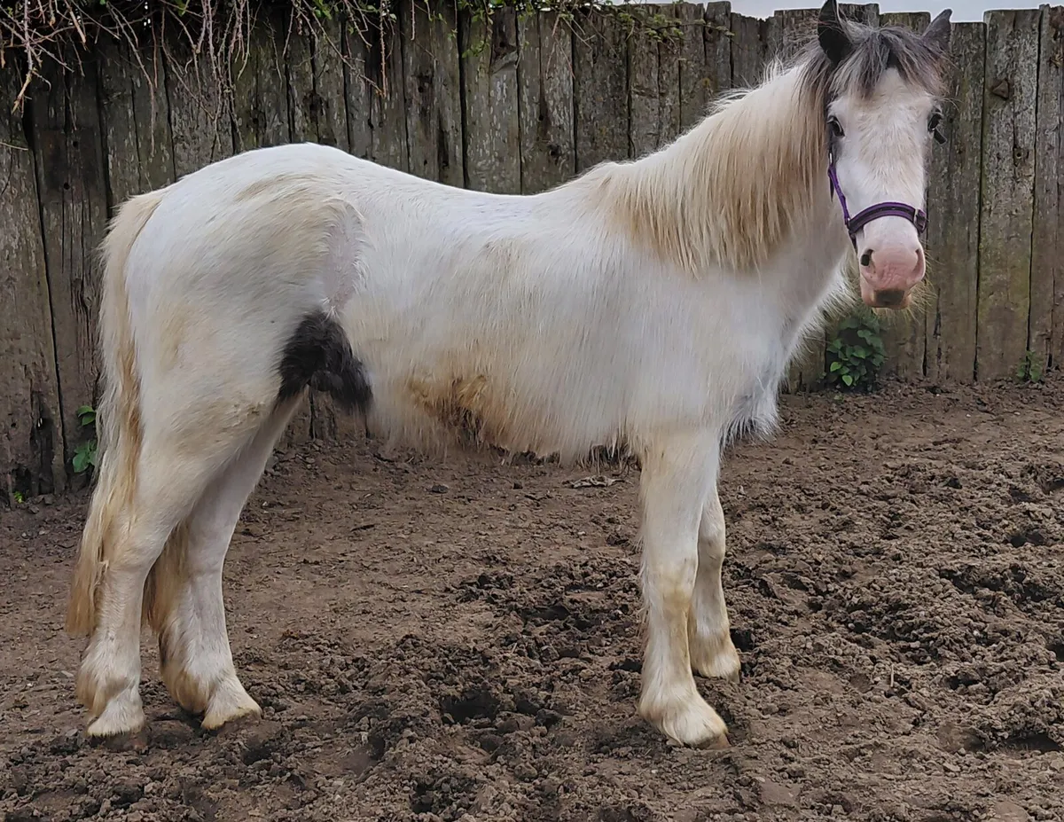 2yrs draught x cob gelding - Image 2
