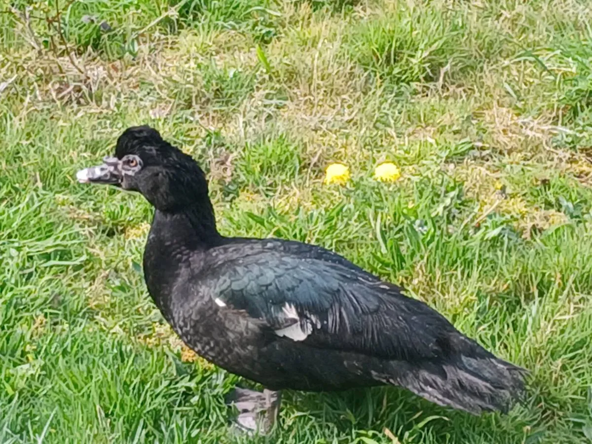 Muscovey (wild variety) - Image 2