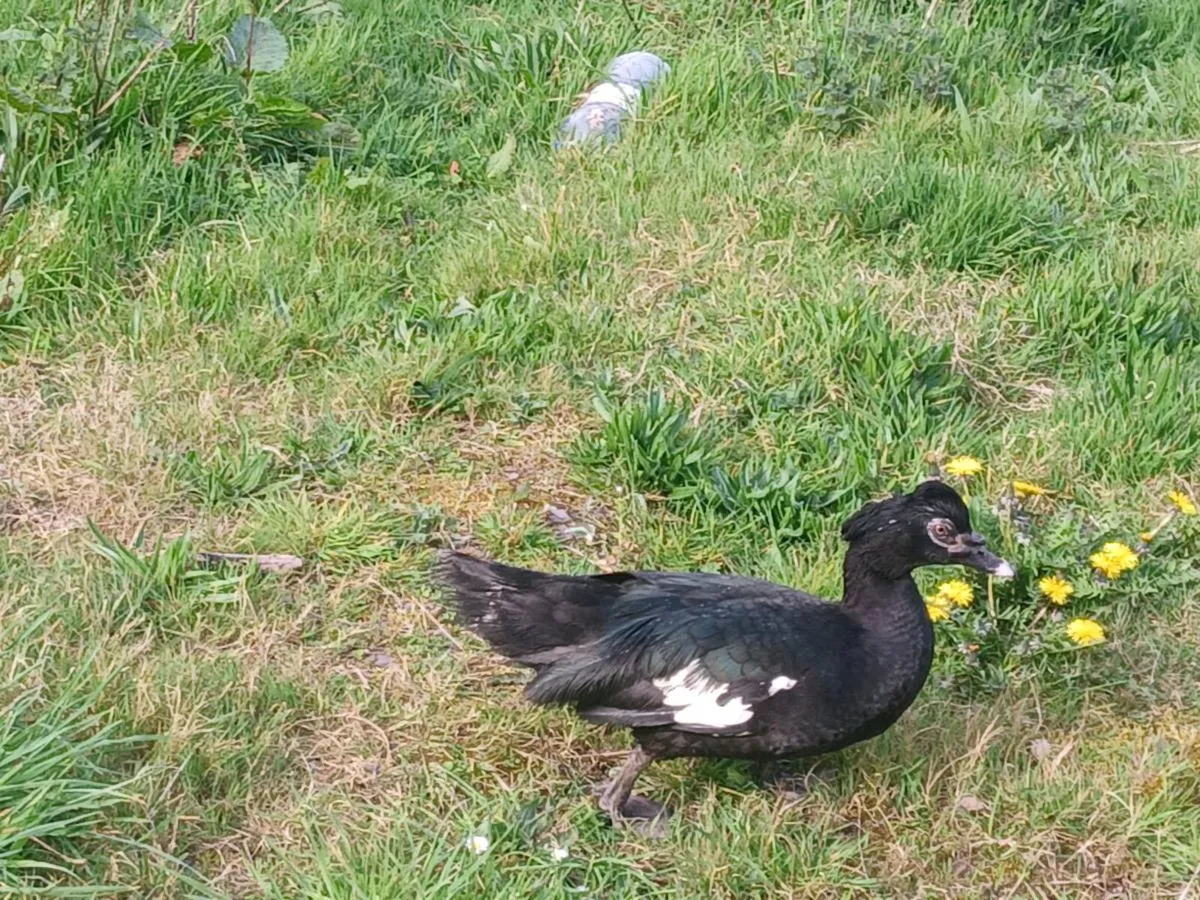 Muscovey (wild variety) - Image 3