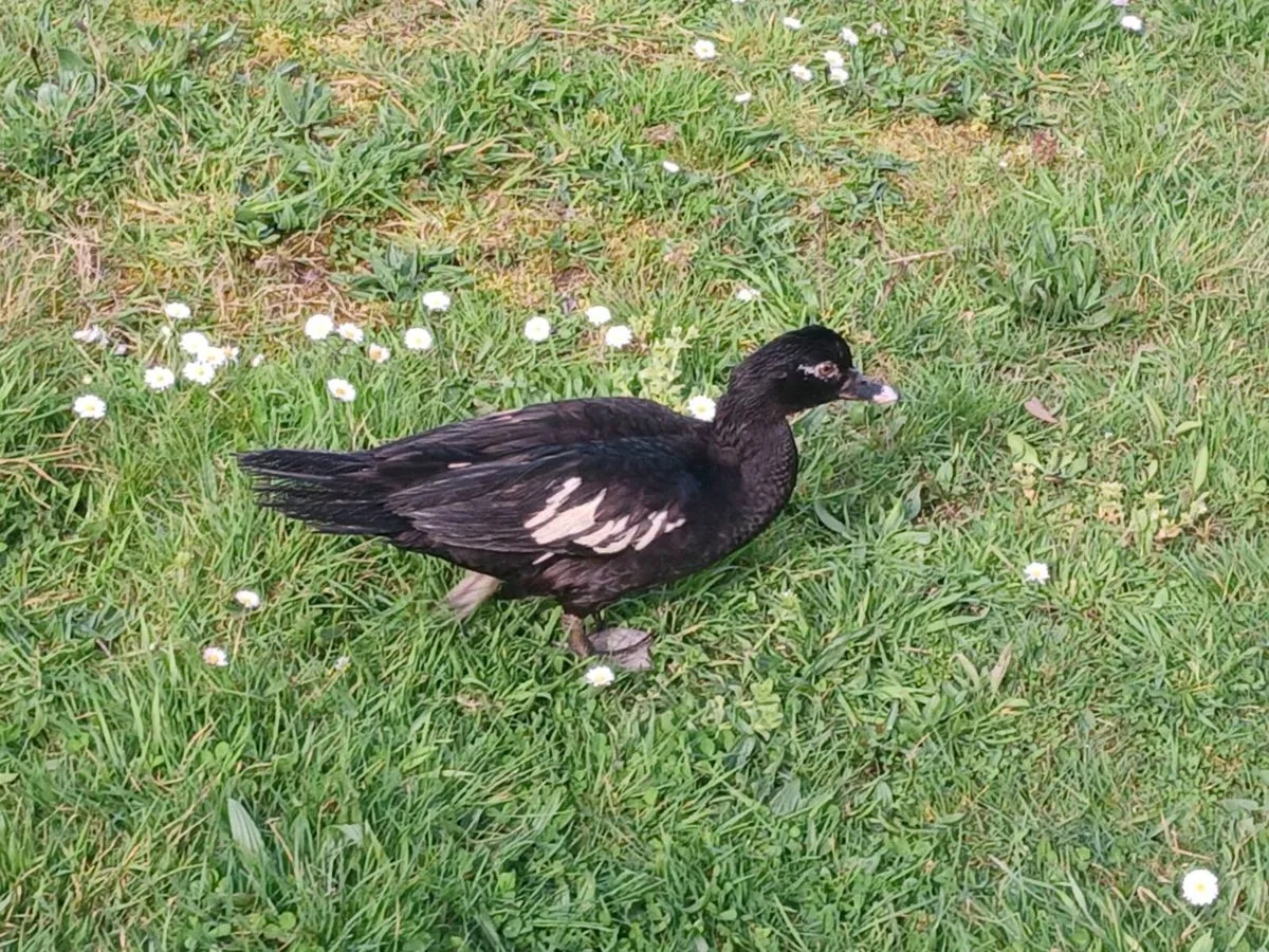 Muscovey (wild variety) - Image 4