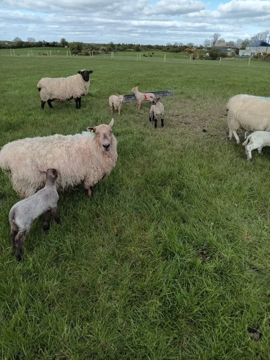 Ewes & lambs - Image 1