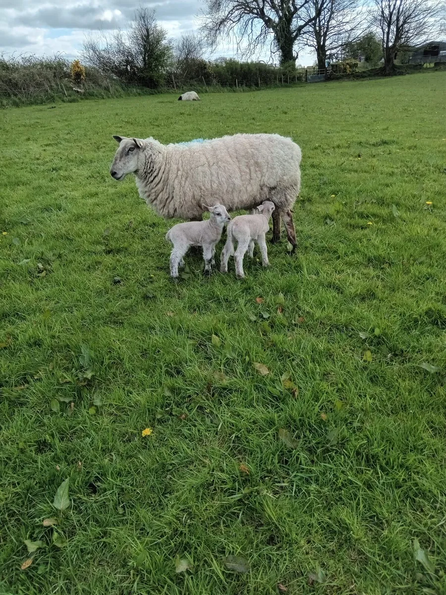 Ewes & lambs - Image 2