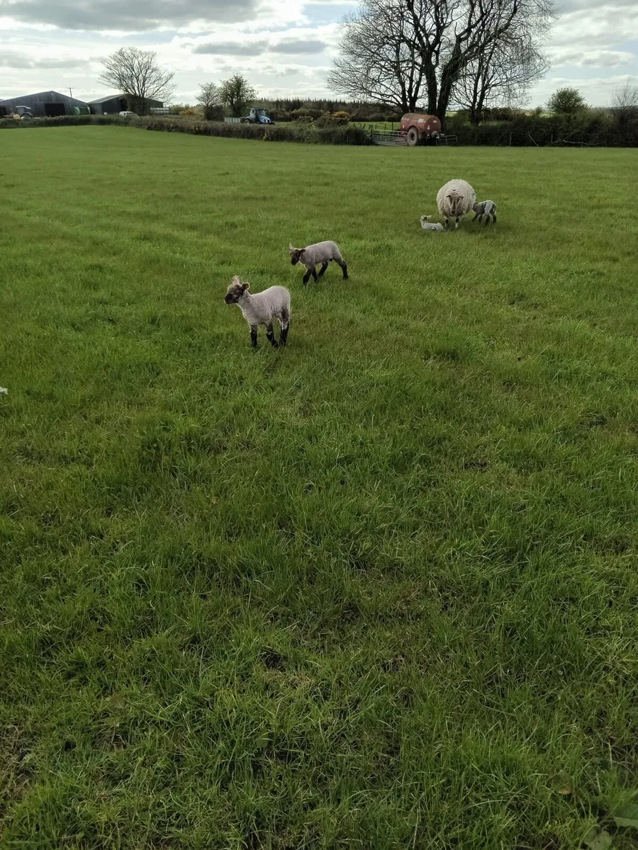 Ewes & lambs - Image 3