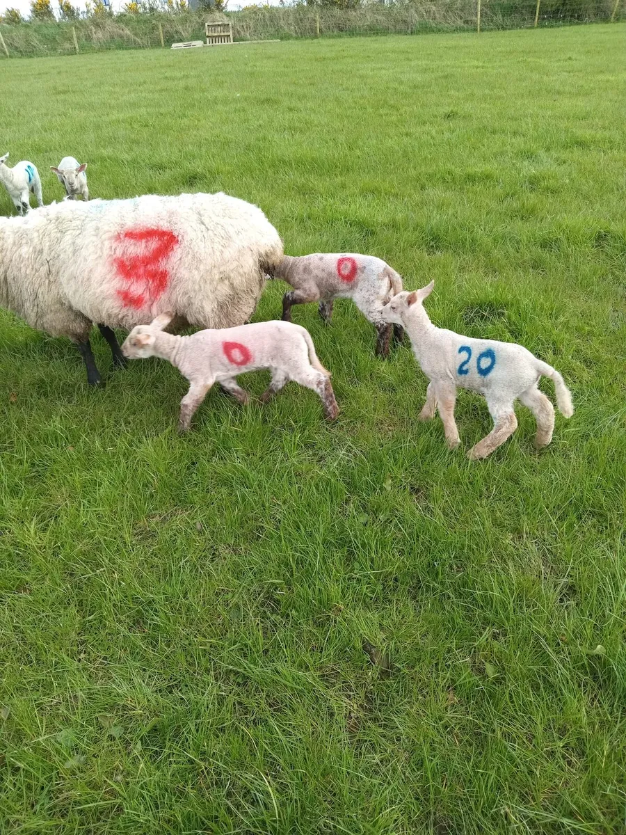 Ewes & lambs - Image 4