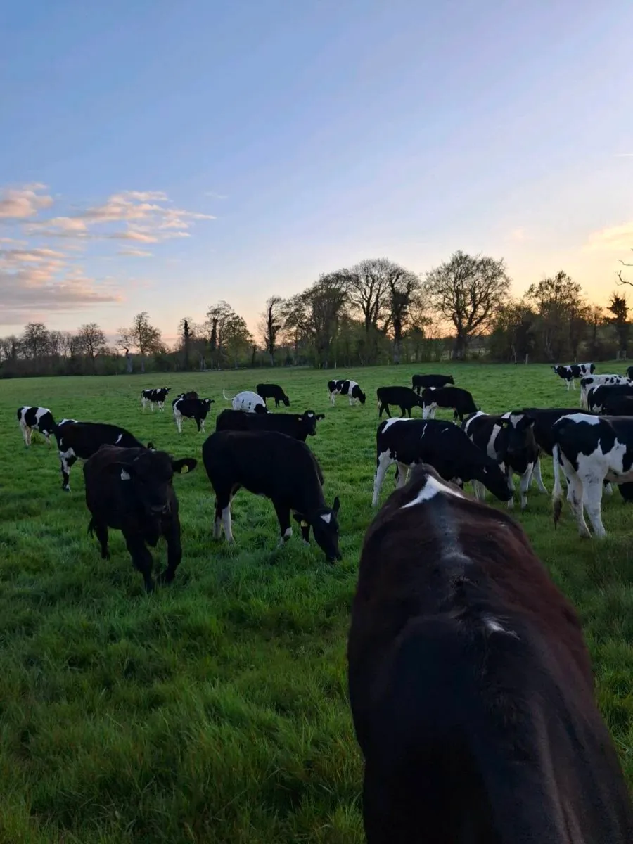 Contract rearing available - Image 3