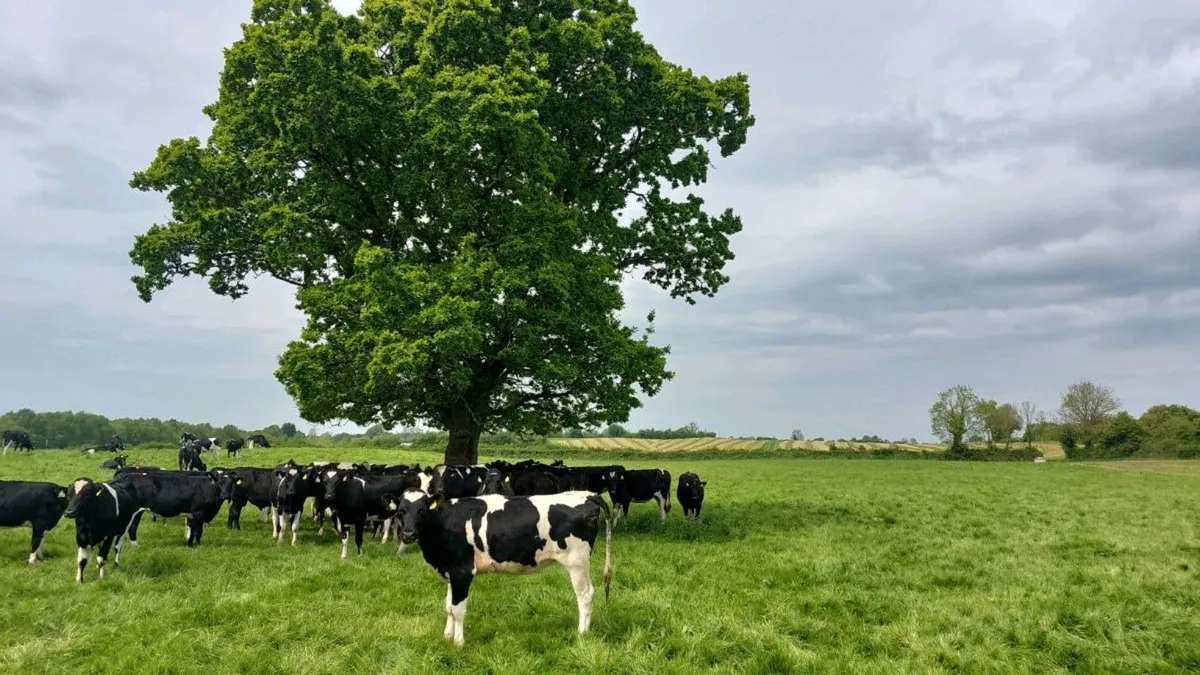 Contract rearing available - Image 2