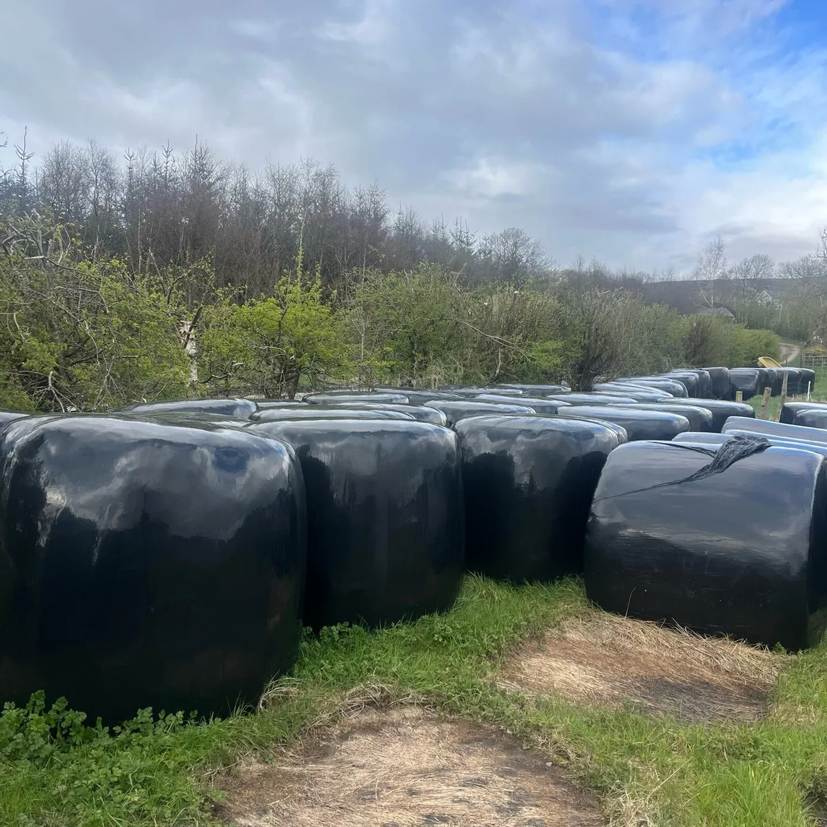 Silage bales
