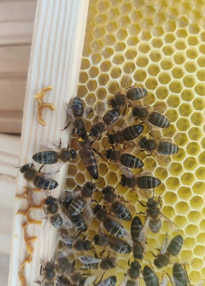 AMM Bee Hive - Image 1