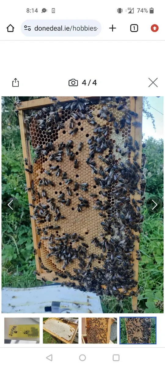 AMM Bee Hive - Image 4