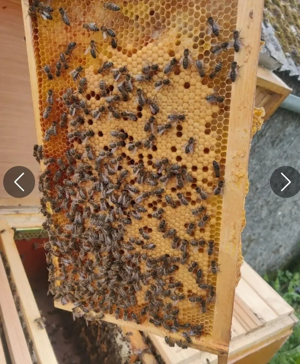 AMM Bee Hive - Image 2