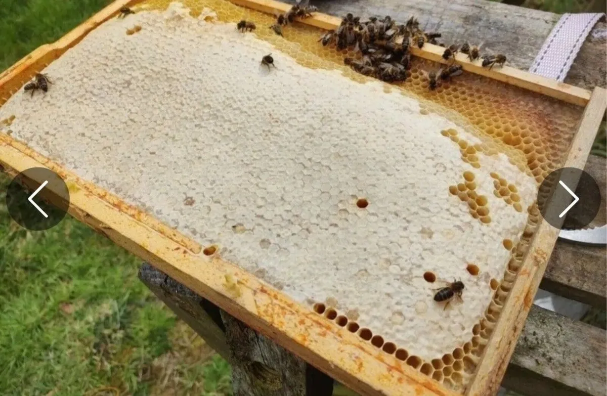 AMM Bee Hive - Image 3