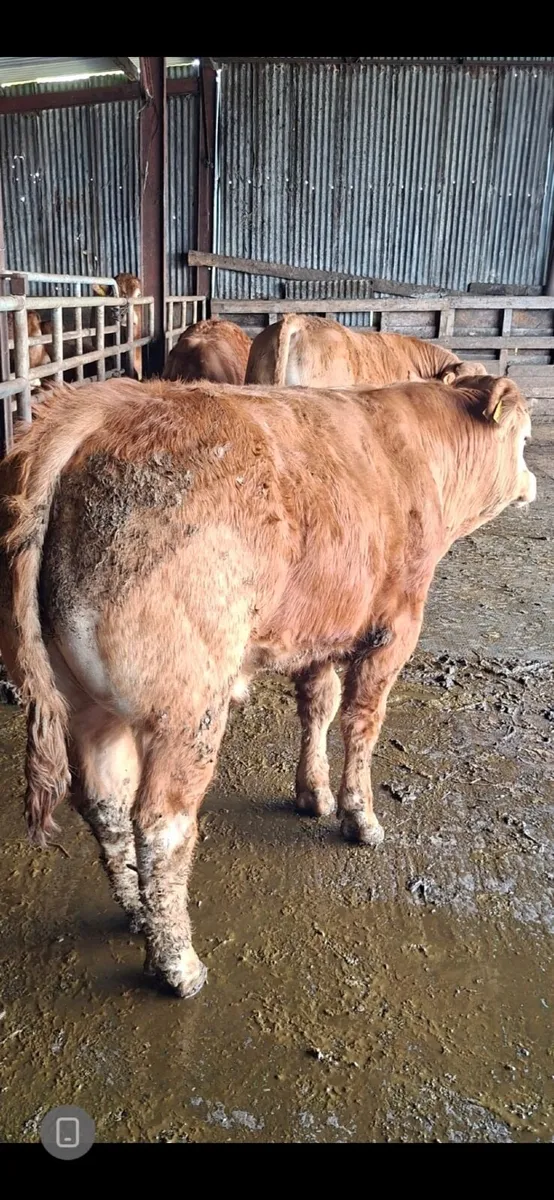 5 star Limousin Bulls - Image 2
