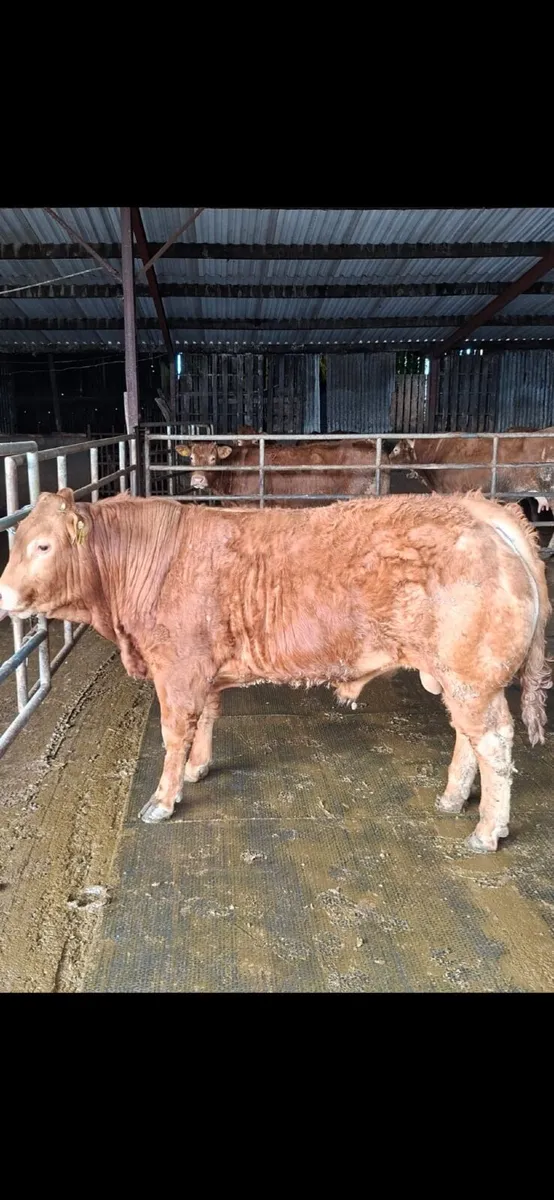 5 star Limousin Bulls - Image 1