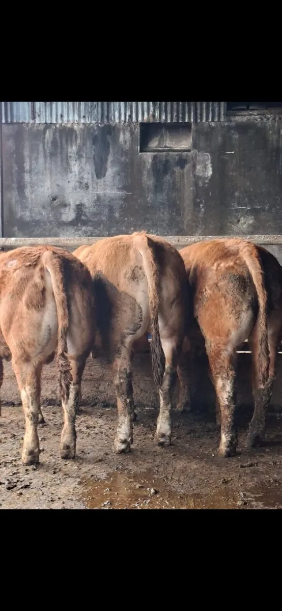 5 star Limousin Bulls - Image 4