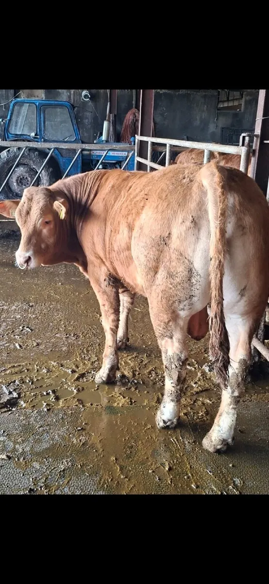 5 star Limousin Bulls - Image 3