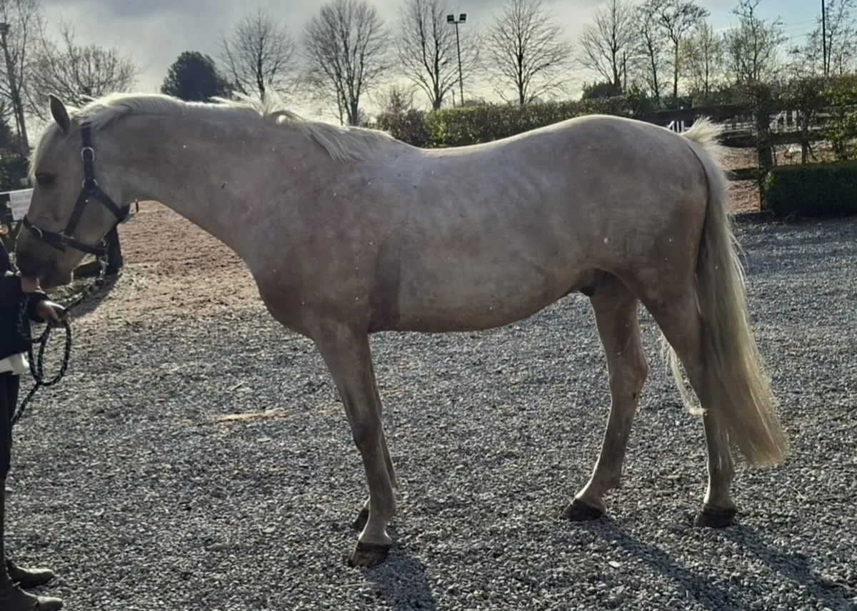 148 Showjumping Pony - Image 2