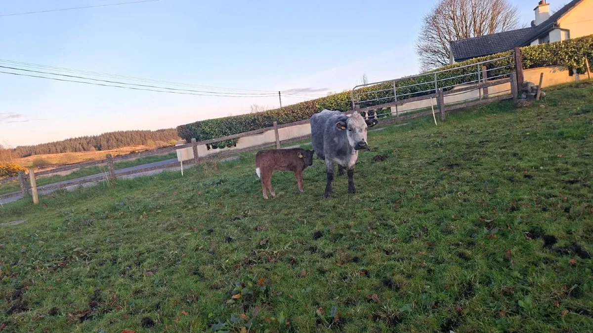 Two cow and calves - Image 2