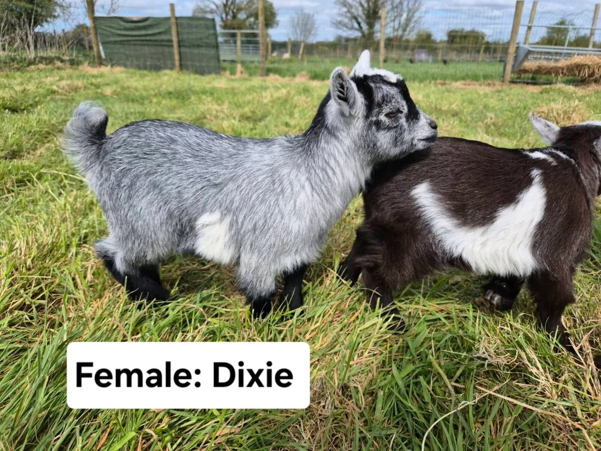 Pygmy Goat Kids from Pedigree Registered Parents - Image 2