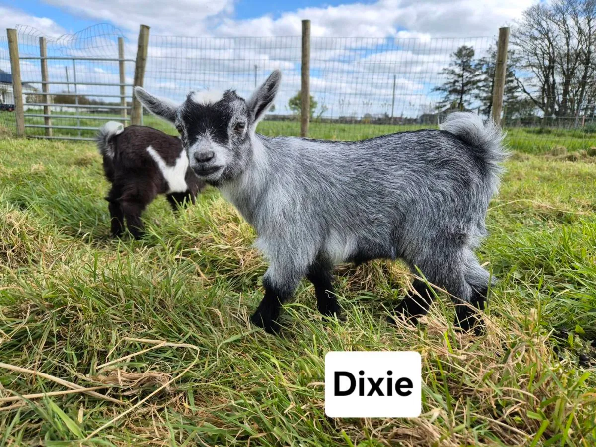 Pygmy Goat Kids from Pedigree Registered Parents - Image 3