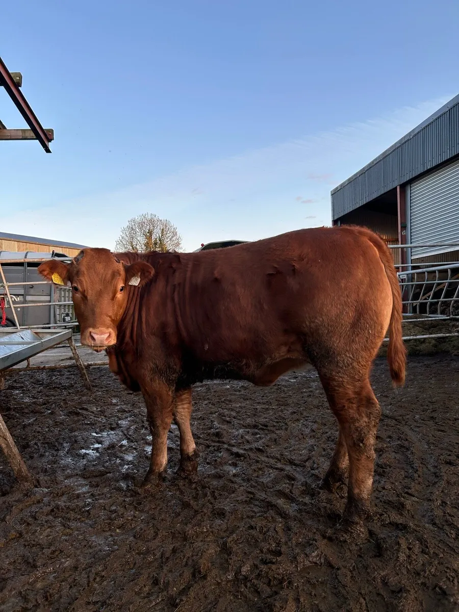 Limousine wealing heifer - Image 1