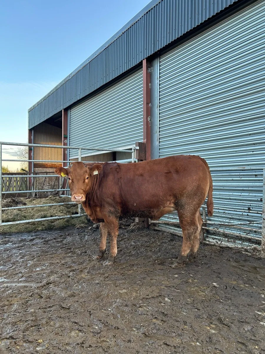 Limousine wealing heifer - Image 2